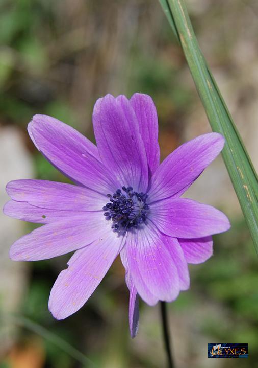 anemone fior di stella.JPG